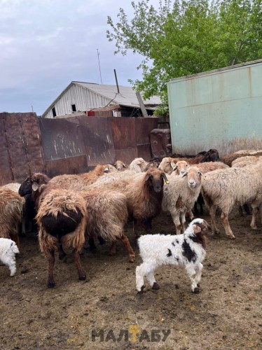 80 бас қозылы қойлар сатылады  Арқалық қаласы Қараторғай ауылында тұр