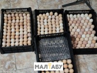 Яйца на инкубацию кученской юбелейной породы кур