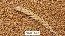 Элитная пшеница озимая