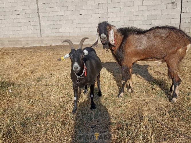 Альпо -чешская коза и нубийские козлята