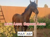 бесты бил ғана уйретлген