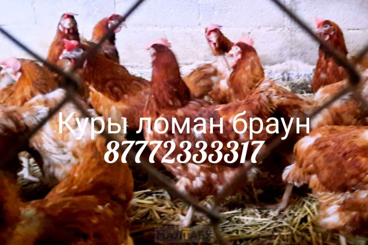 Купить кур несушек в иркутске