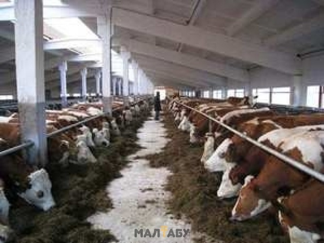Продам бычков откормленых на мясо только 2450 кг оптом 8776 7777 094