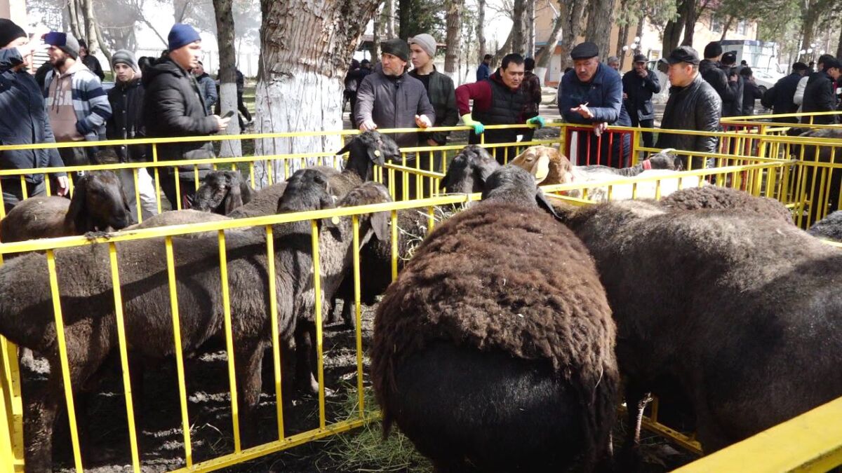 Гиссарский кошкар в Туркестанской области весит больше 200 кг