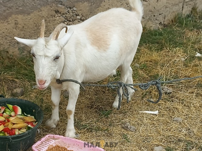 Заоненская коза