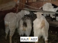 Продам козы