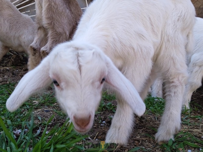 Продам козлята 4 пацана от молочных коз