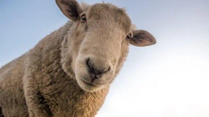 Из шерсти актюбинских овец итальянцы хотят делать стройматериалы
