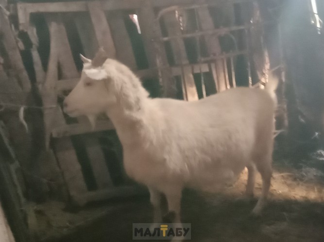 Продам козы