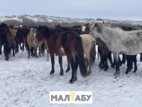 Продам 10 кобыл бие