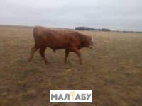 Продам подсосных бычков 7 мес