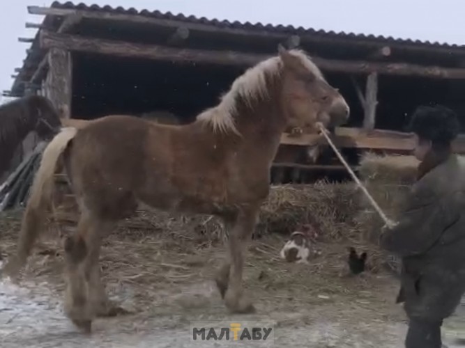 Лошадь русский тяжеловес