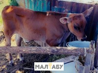 Срочно продаем бычка и коровуБЫЧКУ 2 месяца Корова алатауской породы