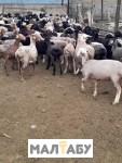 Продам овец