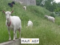 Зааненских коз
