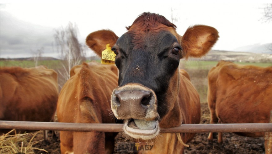 Продам дойных коров 7 голов срочно вместе с сеном 750 тюков