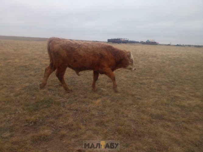 Продам подсосных бычков 7 мес