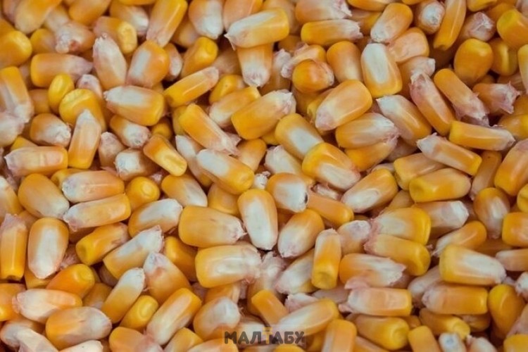 Кукуруза по  70 тенге влажность-14 % продам 200 тонн