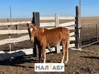 Жабағы сатылады. Семіз