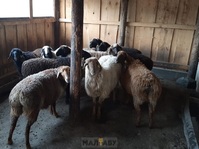 Продам овец оптом 150 голов, упитанные, находиться ВКО
