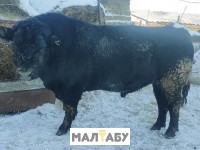Продам 2 быка 
Порода Абердин-Ангус