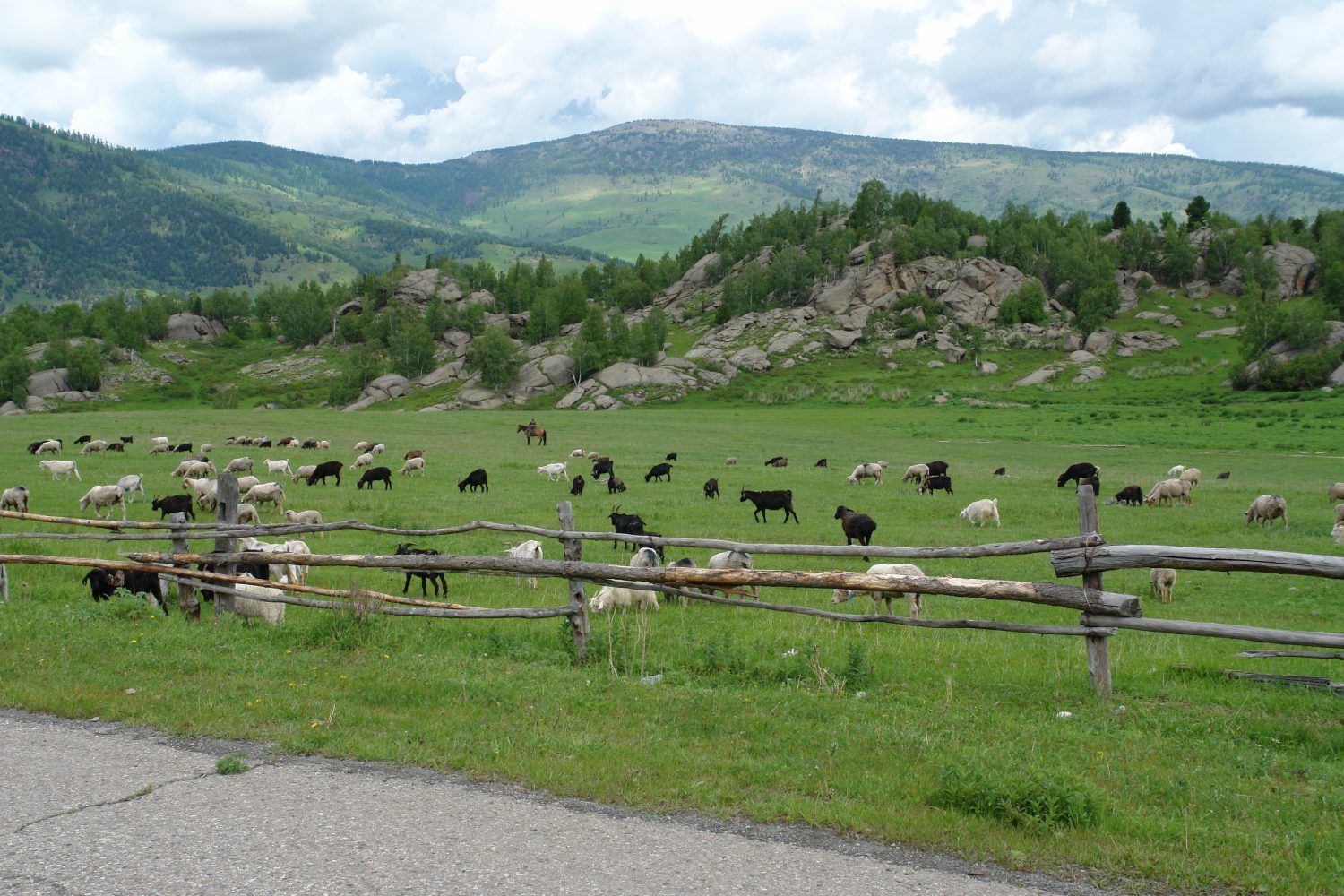 В Катон-Карагайском районе зарегистрирована вспышка оспы овец