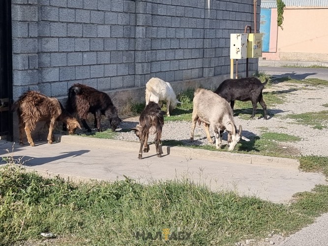 Продам породистых дойных коз