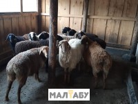 Продам овец оптом 150 голов, упитанные, находиться ВКО