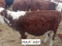 Продаются бычки 1-2 категории Казахской белоголовой и Ангус