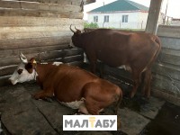 Продам коров
Жайылымда журген сиырлар