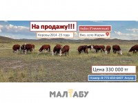 СРОЧНО На продажу ,Коровы 2014 -15 года