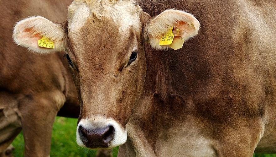 Массовая гибель скота от неизвестной болезни произошла в Западно-Казахстанской области